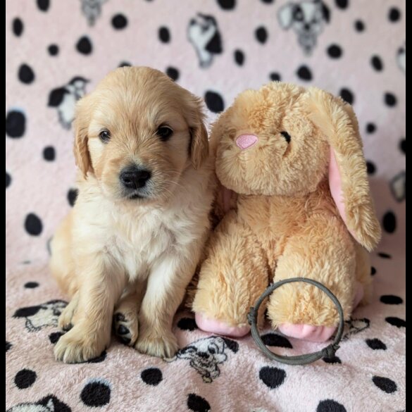 Golden Retriever - Both