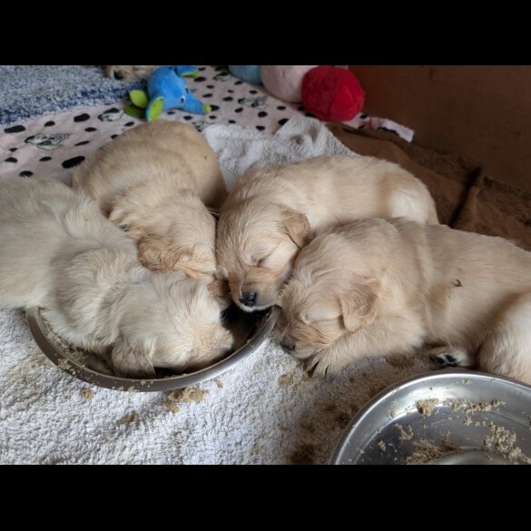Golden Retriever - Both