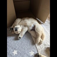 Golden Retriever - Both