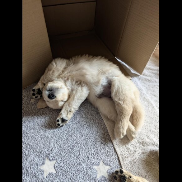 Golden Retriever - Both