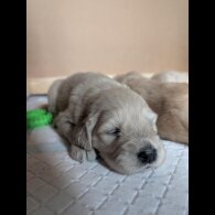 Golden Retriever - Both