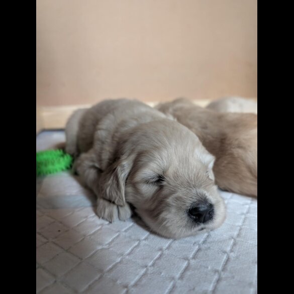 Golden Retriever - Both