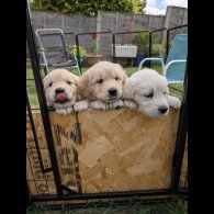 Golden Retriever - Both