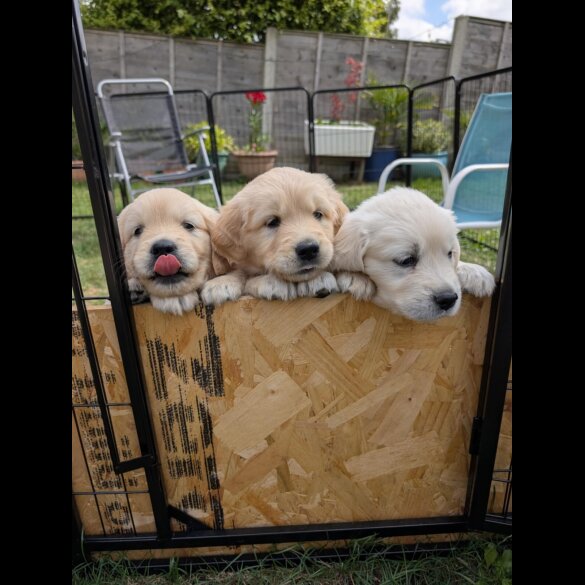 Golden Retriever - Both