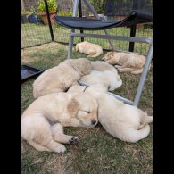 Golden Retriever - Both