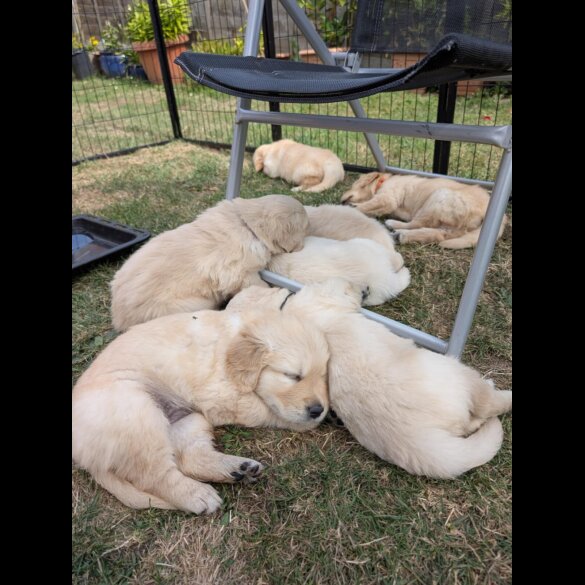 Golden Retriever - Both