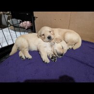 Golden Retriever - Both