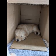 Golden Retriever - Both