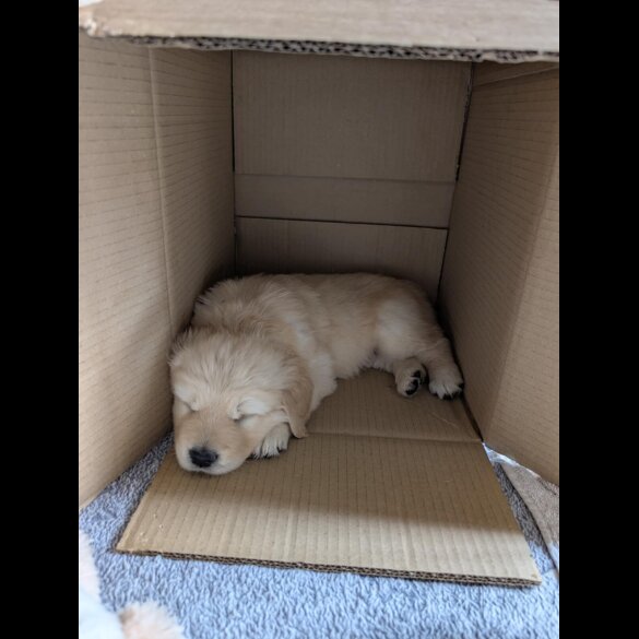 Golden Retriever - Both