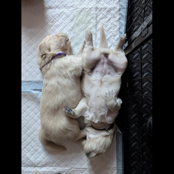 Golden Retriever - Both