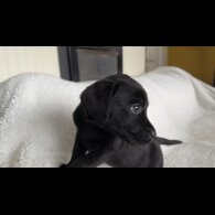 Labrador Retriever - Both