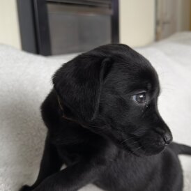 Labrador Retriever - Both