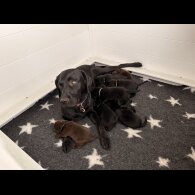 Labrador Retriever - Both