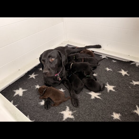 Labrador Retriever - Both