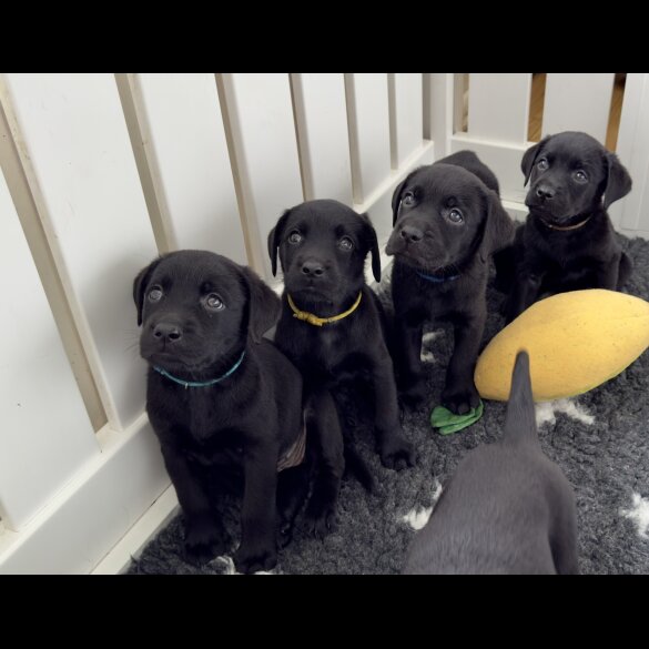 Labrador Retriever - Both