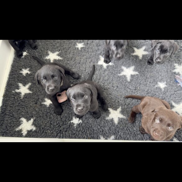 Labrador Retriever - Both