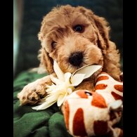 Cockapoo - Both