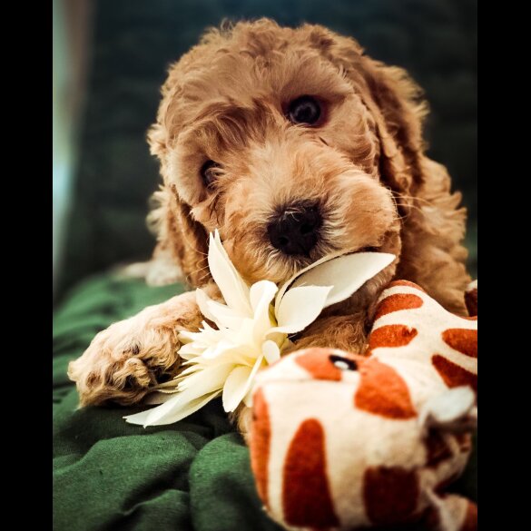 Cockapoo - Both