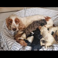 Cockapoo - Both