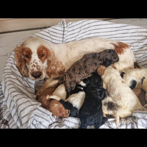 Cockapoo - Both