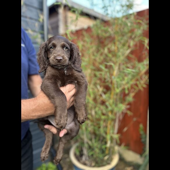 Cockapoo - Both