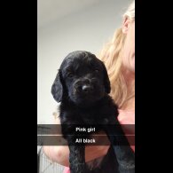 Cockapoo - Both
