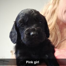 Cockapoo - Both