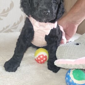 Cockapoo - Both