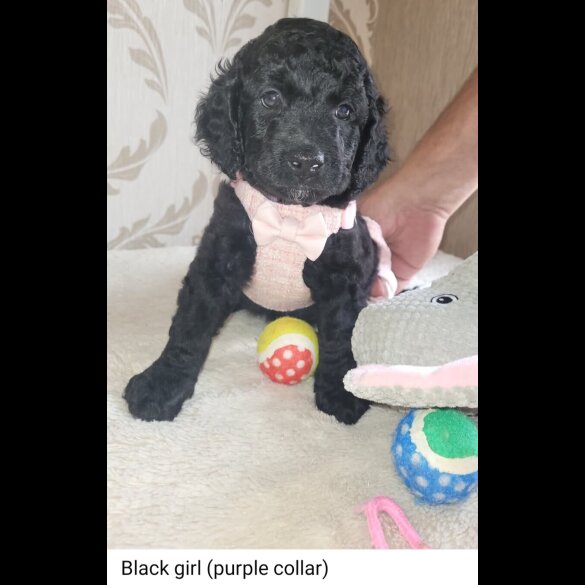 Cockapoo - Both