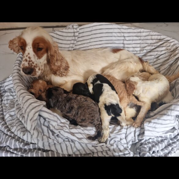 Cockapoo - Both