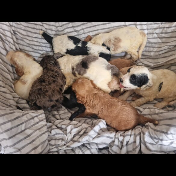 Cockapoo - Both