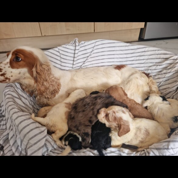 Cockapoo - Both