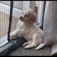 Cockapoo - Both
