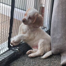 Cockapoo - Both