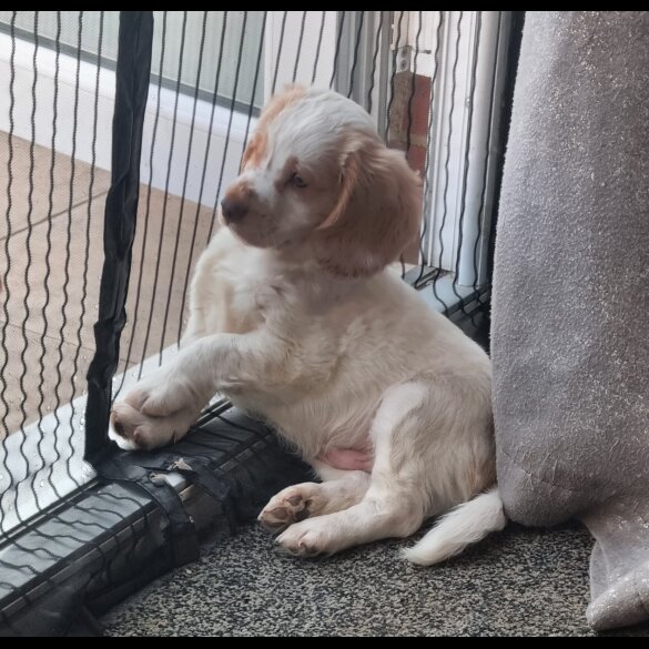Cockapoo - Both