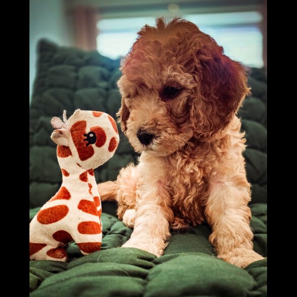 Cockapoo - Both