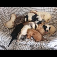 Cockapoo - Both