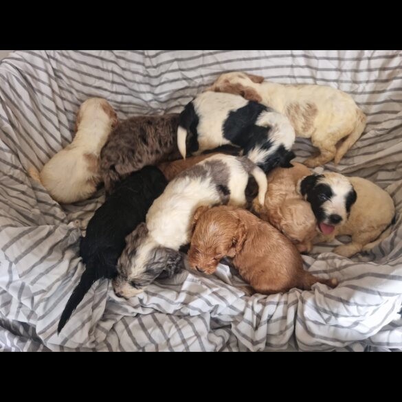 Cockapoo - Both
