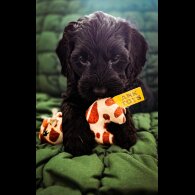 Cockapoo - Both