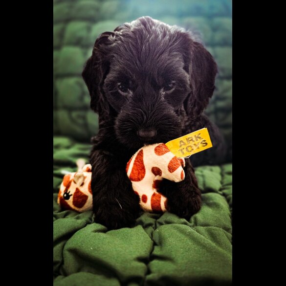 Cockapoo - Both