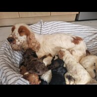 Cockapoo - Both