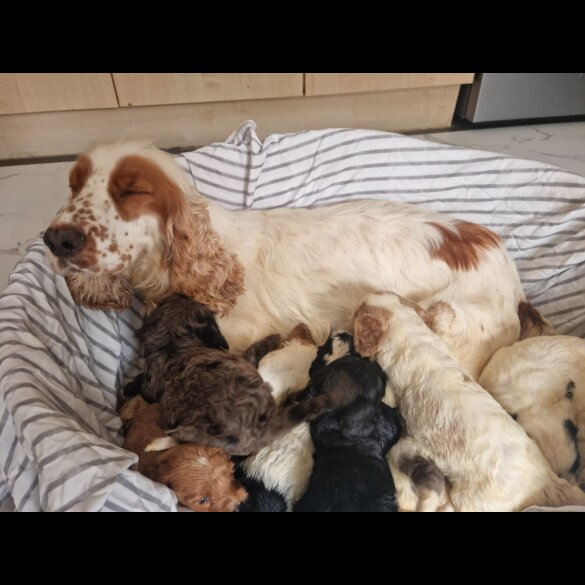 Cockapoo - Both