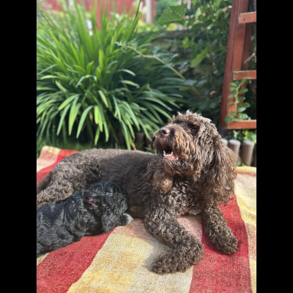 Cockapoo - Both