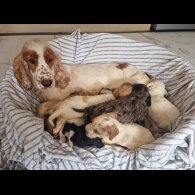 Cockapoo - Both