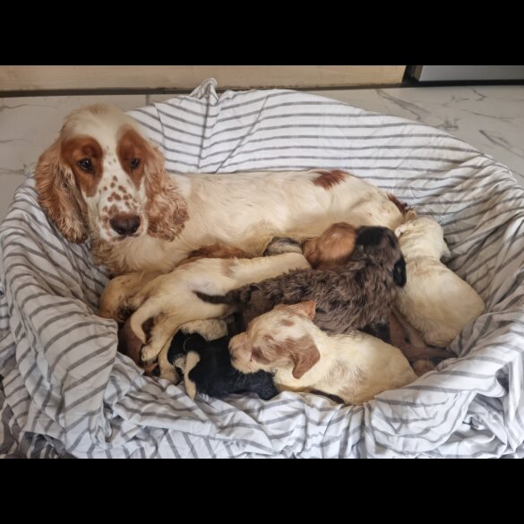 Cockapoo - Both
