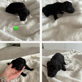 Cockapoo - Both
