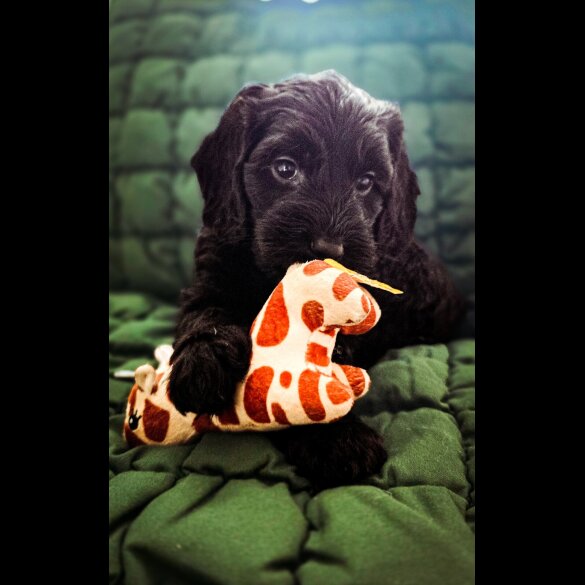 Cockapoo - Both