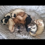 Cockapoo - Both