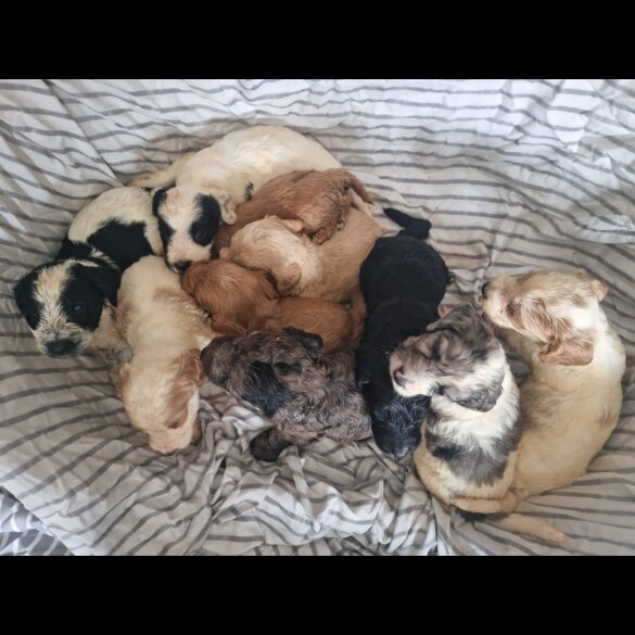 Cockapoo - Both