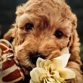 Cockapoo - Both